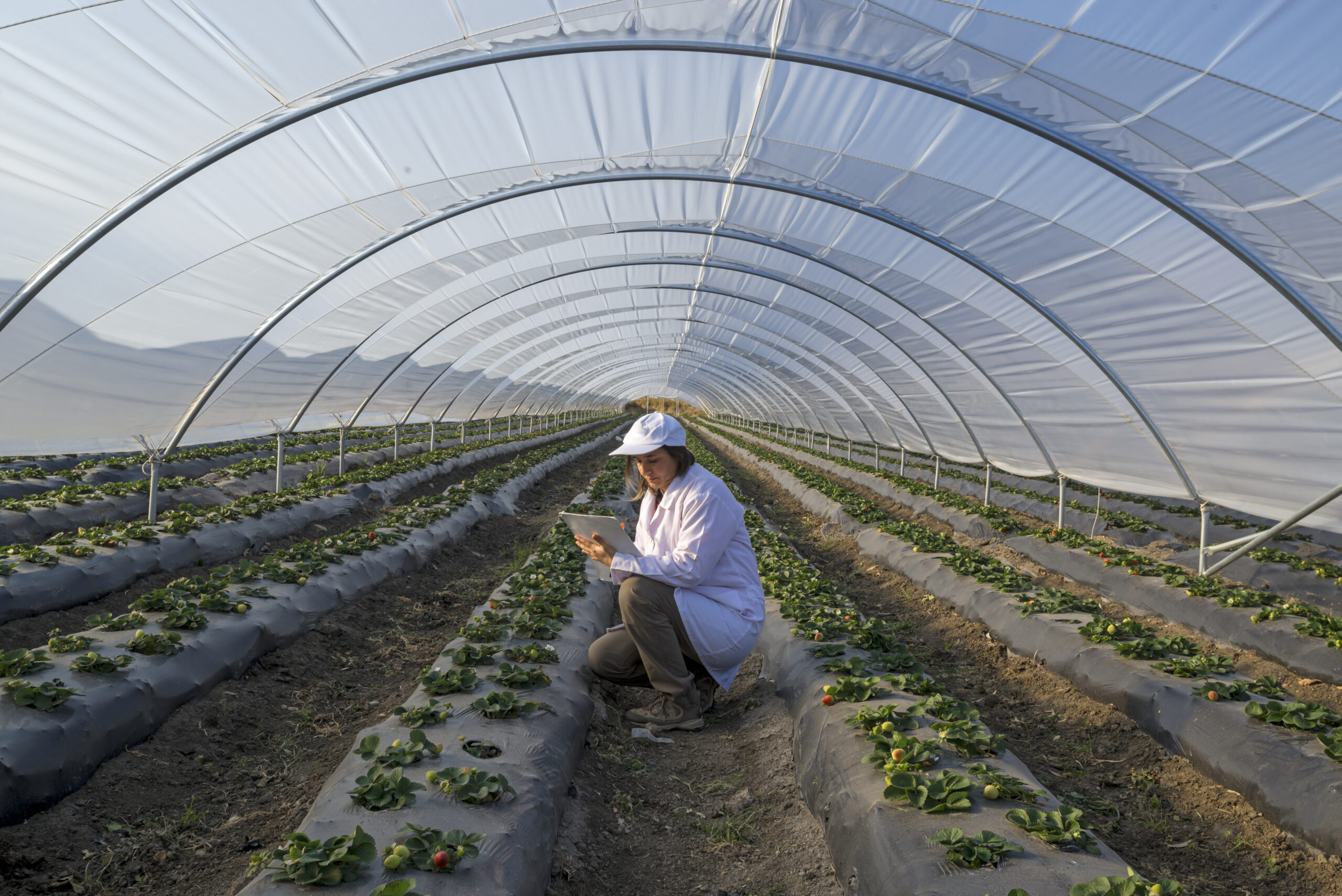 Techmer PM designs a more effective antifogging film for greenhouses